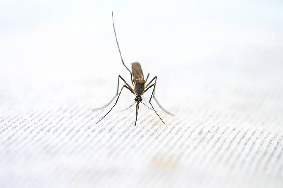 Are Mosquitoes Attracted to Light