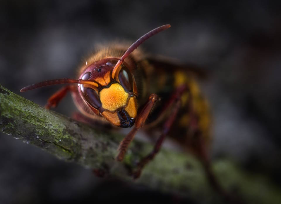 Are Wasps Attracted to Light
