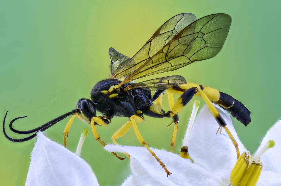 Are Wasps Attracted to Light