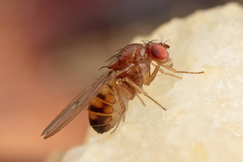 Are Fruit Flies Attracted to Light