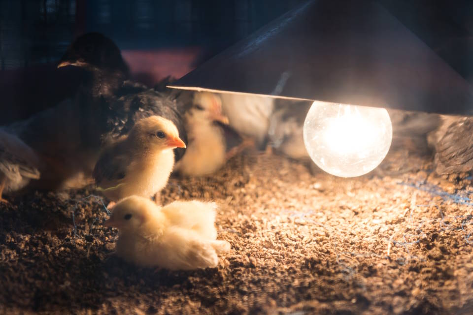 How Long Do Chicks Need Heat Lamp