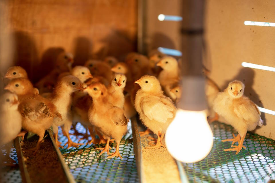 How Long Do Chicks Need Heat Lamp
